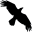 Data Crow